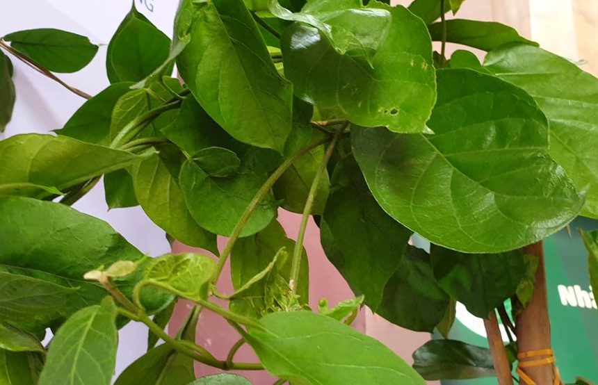 Dây thìa canh lá to