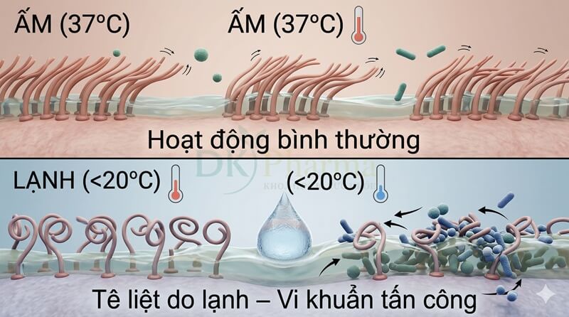 Ảnh hưởng của nhiệt độ với lông chuyển