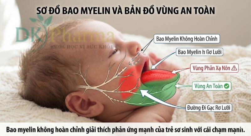 Sơ đồ Myelin hóa và Bản đồ vùng an toàn