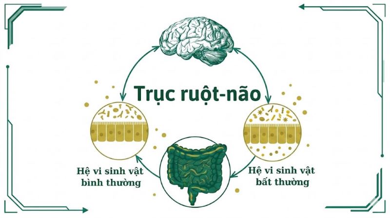 Trục ruột - não