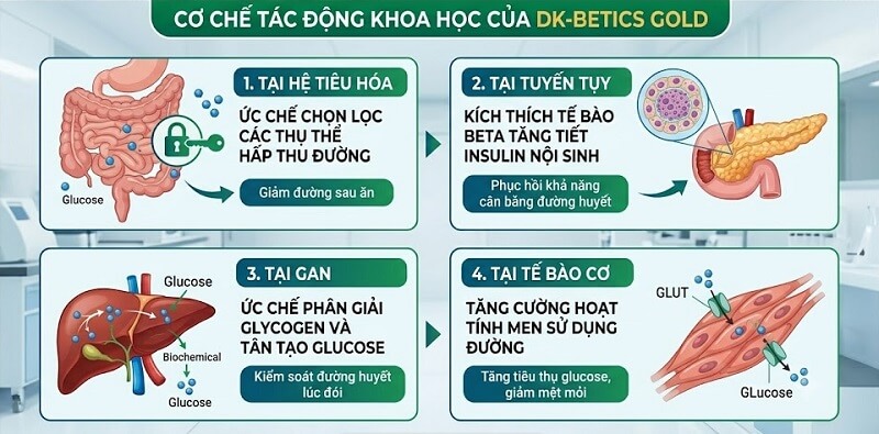 Cơ chế tác động của DK-Betics Gold