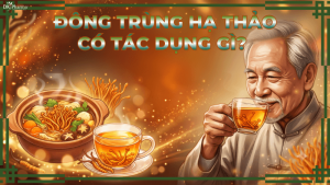 Đông trùng hạ thảo có tác dụng gì?